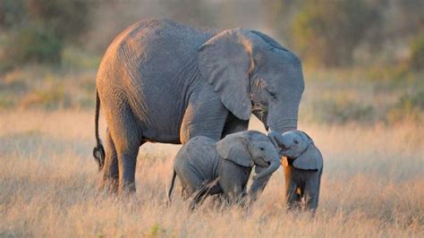 CuÃ¡ntos Kilogramos Pesa En Promedio Un Elefante Hiro