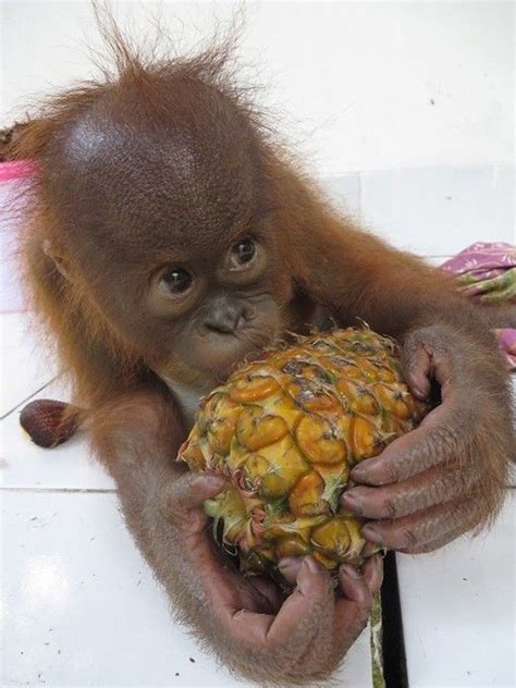 469 Best ♥ Baby Orangutans ♥ Images On Pinterest Baby
