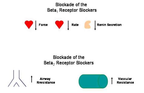 We classify the beta blockers beta blockers have a negative ionotropic and negative chronotropic effect. Adrenergic Pharmacology