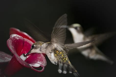 Hummingbirds In Flight Photograph By Nelson Watkins Fine Art America