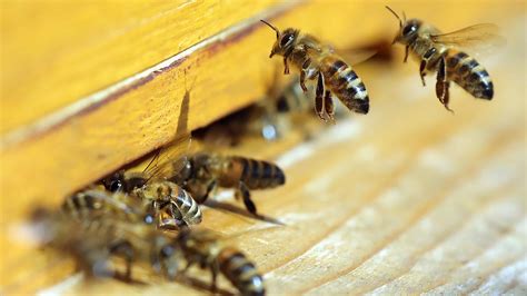 Welt Bienen Tag Wildbienen Sind Besonders Bedroht Video Welt