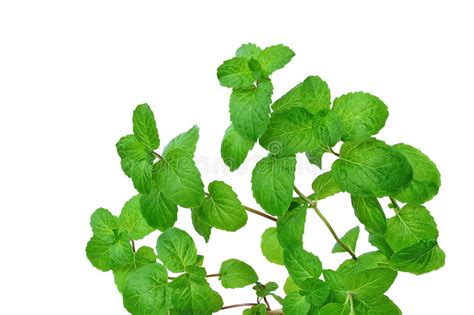 Mint Leaves Stock Photo Image Of Medicine Herbal Green 40373136