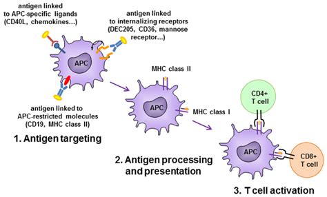 Antigen Presenting Cell Apc Targeting Strategies Antigen Is