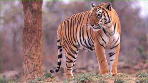 Wild Tigers Population In India Grows Article