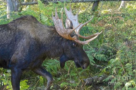 Bull Moose On A Stroll Photograph By Sean Griffin Pixels