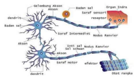 Mekanisme Sistem Saraf Homecare