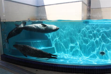 Exhibit For Spotted Seal Zoochat