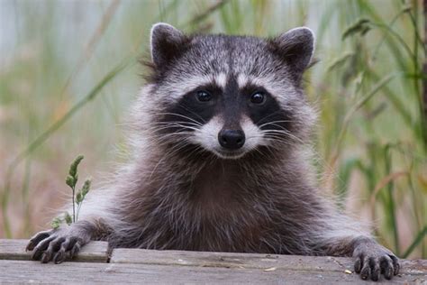 Goofy Raccoon Takes Over Internet The Independent Citizen