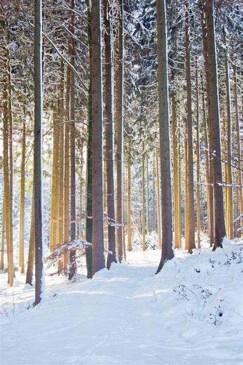 Tall Spruce Trees In Snowy Forest Free Photo Download Freeimages