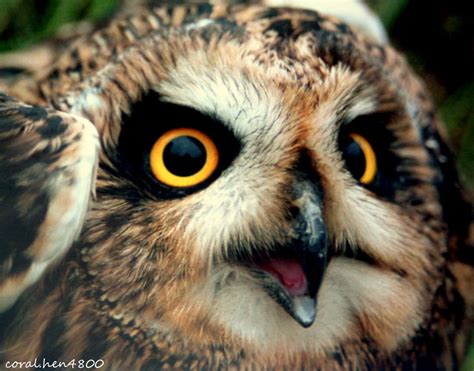 Owl Michael Flickr