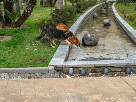 Dogs Drink Water From A Fountain In The Park Homeless Dogs On The
