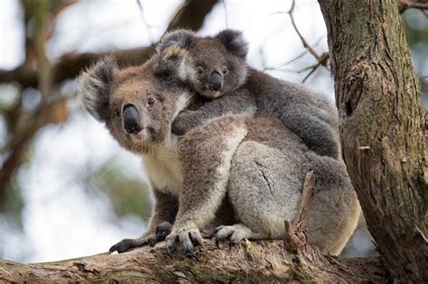 Australia Baby Koala Bear And Mom Stock Image Image Of