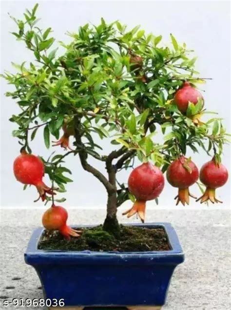 Dalimbedana Pomegranate Plant Hybrid Pack Of 1