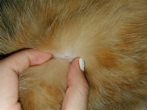 Big pimple/whitehead on belly | TheCatSite