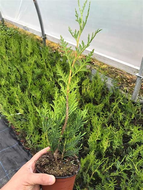 10 THUJA plicata Atrovirens - western red cedar - 30-45cm Fast Growing ...