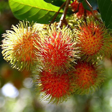 Rambutan Grafted Fruit Plants And Tree Exotic Space