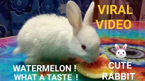 Rabbit Video Ll Viral Rabbit Video Ll A Cute Rabbit Is Eating