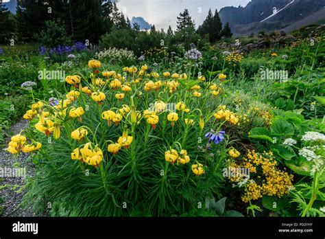 Yellow Alpine Flowers Hi Res Stock Photography And Images Alamy