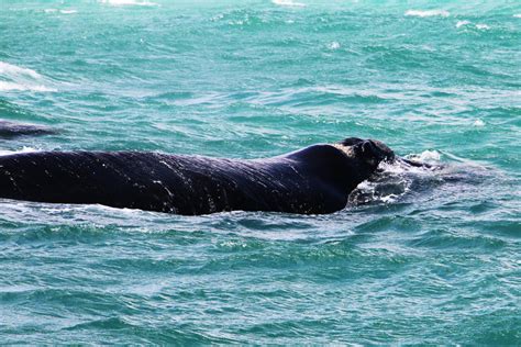 Whale Watching In Hermanus South Africa 2022 Nairagator