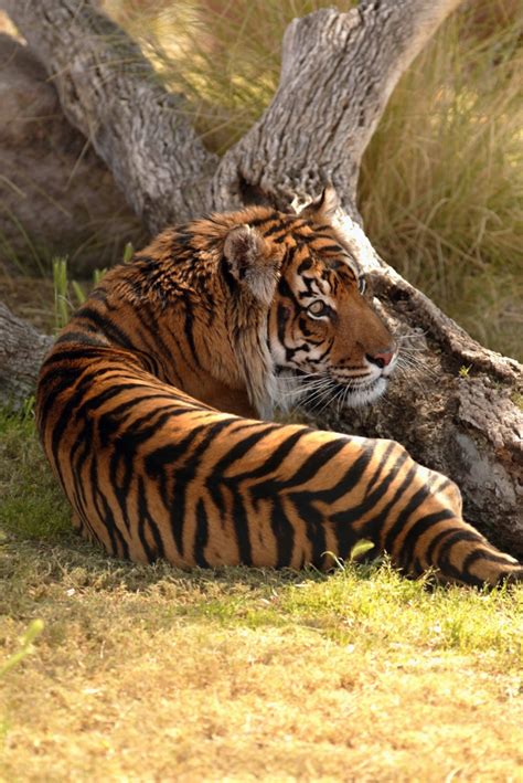 Tigers - Tigers Photo (369298) - Fanpop