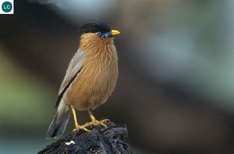 Wonderbirdspecies Brahminy Starlingmyna