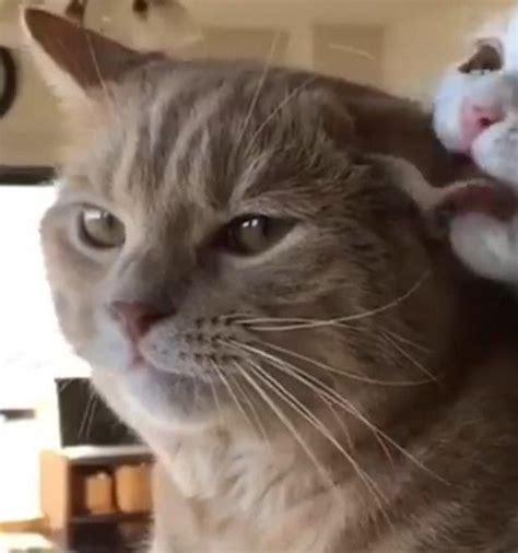 Can you not? in 2021 | Cute cat couple, Cute cats, Matching cat pfp