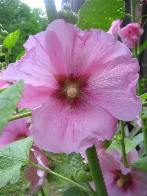 52 Flea Pink Hollyhocks And Other Old Fashioned Things