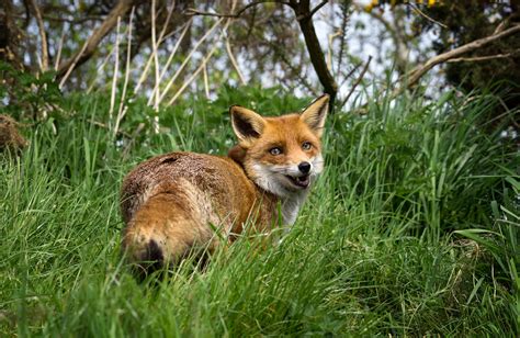 Red Fox Walking On Grass Field During Daytime Close Up Photo Flo Hd