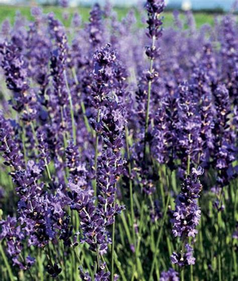 Provence Blue Lavender Seeds And Plants Perennial Flowers At In 2020 Lavender