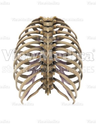 Rib Cage Anatomy Posterior View Posterior View Of The Bony Thorax