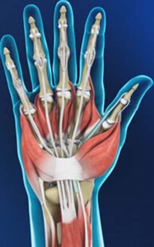 Is there an app to help you get the woman you love? Hand Anatomy | Hand Surgeon Dallas | Wrist Surgeon 75035 ...