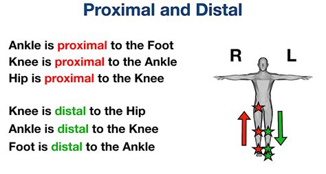 Distal And Proximal Definition