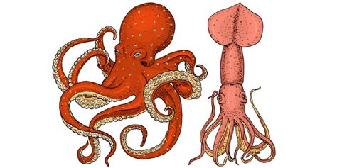 The Best 11 Squid Vs Octopus Difference Ulmayer