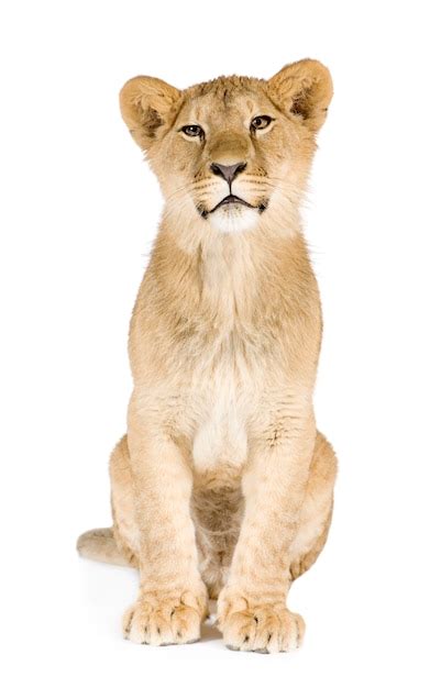 Premium Photo Lion Cub 8 Months Isolated