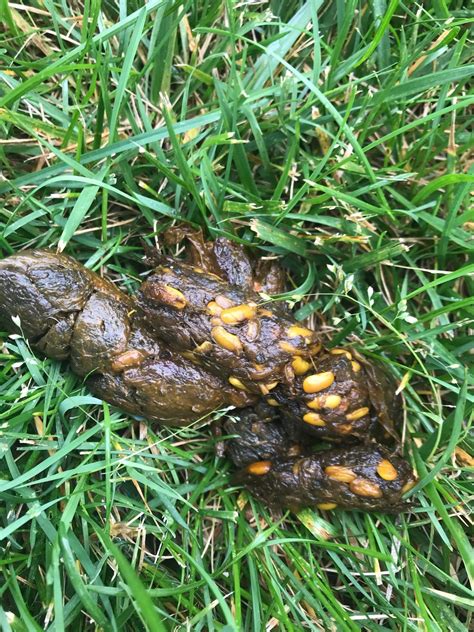 Why Is My Dogs Poop Yellow Babelbark