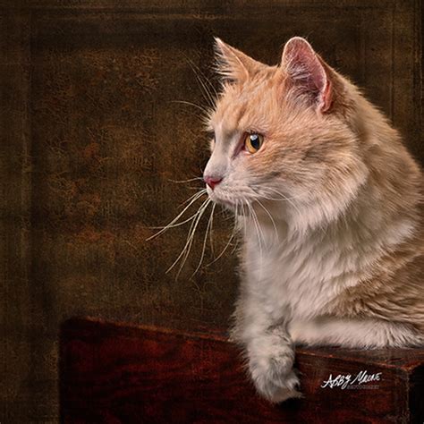 One Of My Award Winning Cat Portraits This Was Accepted To The General