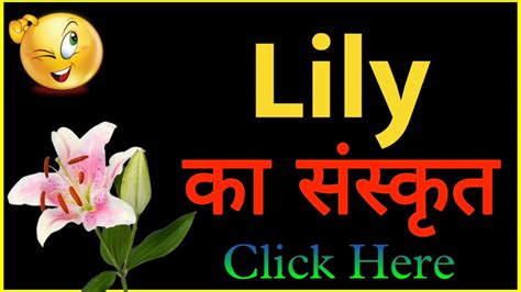 Lily Ko Sanskrit Mein Kya Kahate Hain Lily को संस्कृत में क्या कहते