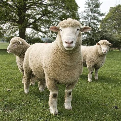Dorset Sheep Good For Their Hair Sheep Breeds Dorset Sheep Cute Sheep