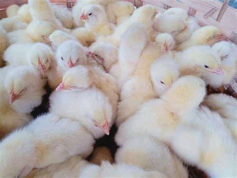 Broiler Chicks At Rs 25 Piece In Nagpur Mk Poultry And Hatchery Farms