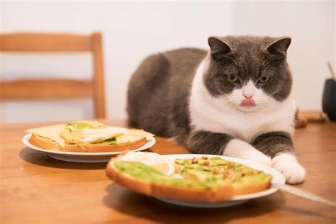 Can Cats Eat Bread What You Need To Know Excited Cats