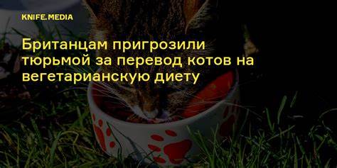 Перевод сесть на диету