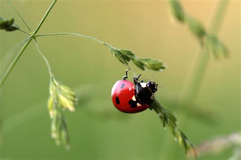 Free Images Nature Branch Flower Green Red Insect Small