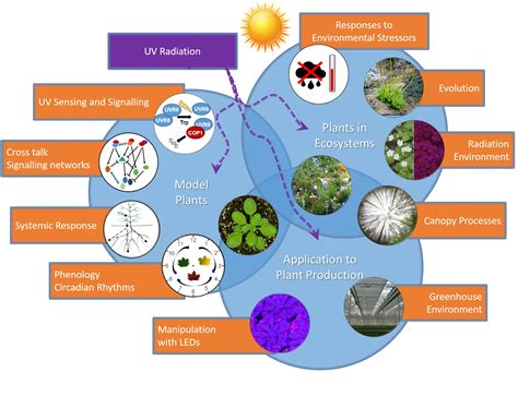 Sensory And Physiological Ecology Of Plants Decoding The Acquisition