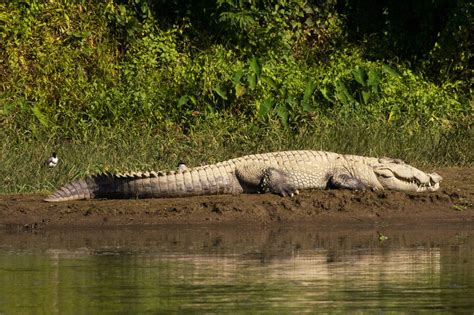 Understanding The Eating Habits Of Crocodiles Animal Sake