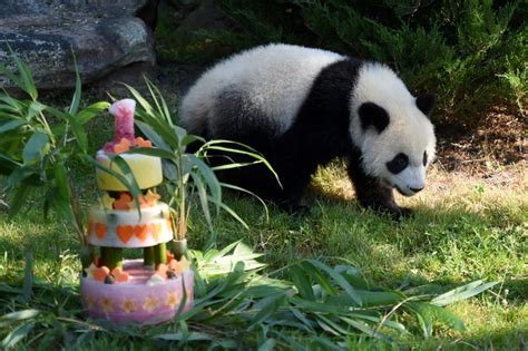 Zoo De Beauval Les Pandas Huan Huan Et Yuan Zi Saccouplent