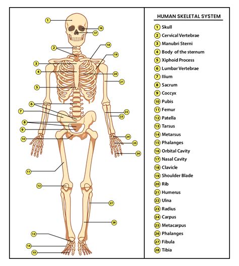 Skeletal System Anatomy And Physiology Of Skeletal System Pw