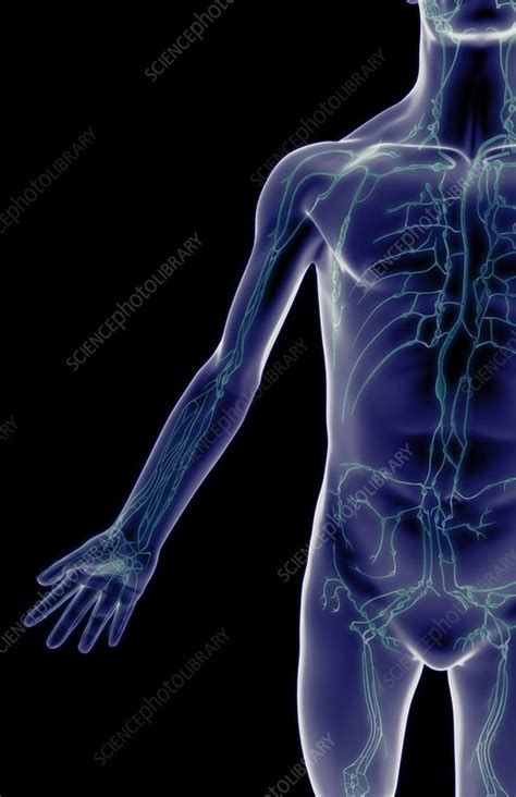 The Lymph Vessels Of The Arm Stock Image C0081435 Science Photo