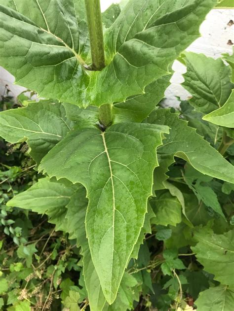 Plant Id Forum→tall Weed Id Please