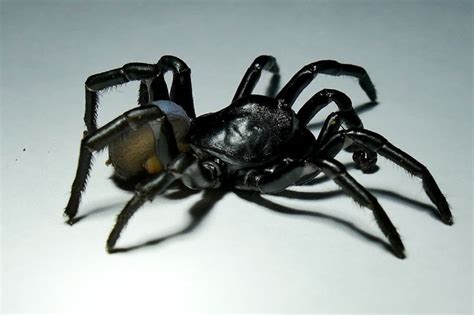 horrifying new species of venomous spider can live for 20 years