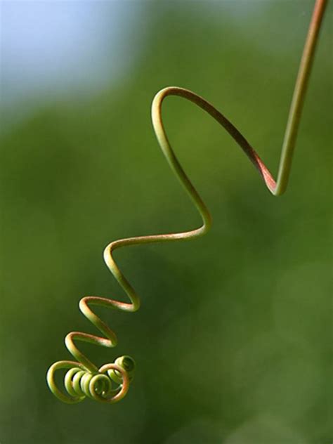 Tendril Definition Of Tendril
